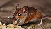 24 Hour & Emergency Exterminators in Sugar Grove, VA